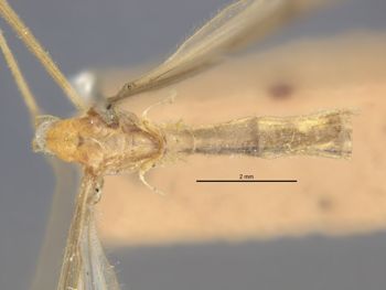 Media type: image;   Entomology 10207 Aspect: habitus dorsal